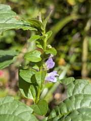 Scutellaria lateriflora, photograph (c) Bria Abeles-Allison, some rights reserved (CC BY)