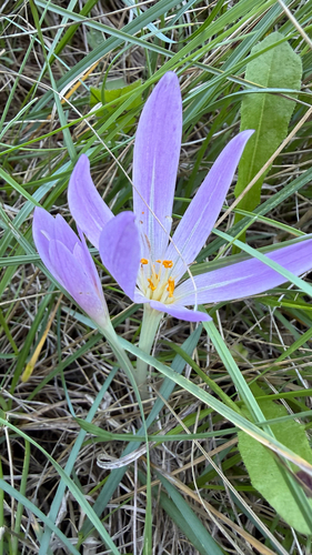 Colchicum haynaldii