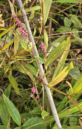 low smartweed