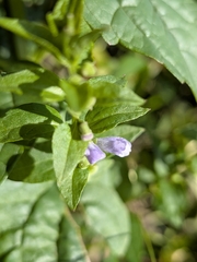 Scutellaria lateriflora, photograph (c) Bria Abeles-Allison, some rights reserved (CC BY)