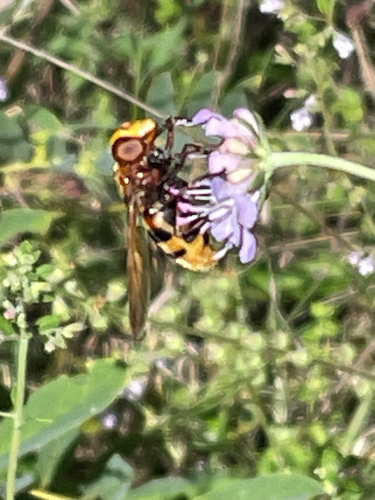 Hornet Mimic Hover Fly