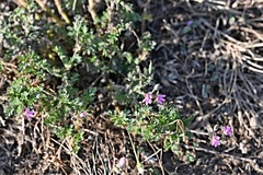 Erodium cicutarium, photograph (c) Petr Harant, some rights reserved (CC BY)