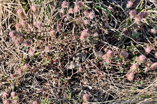 Trifolium arvense, photograph 2