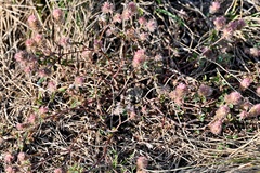 Trifolium arvense, photograph (c) Petr Harant, some rights reserved (CC BY)