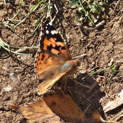 Painted Lady