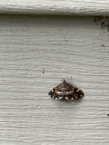 Spotted Beet Webworm Moth