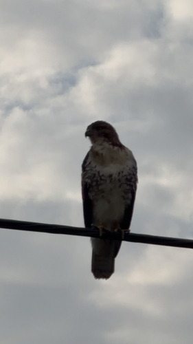 Red-tailed Hawk