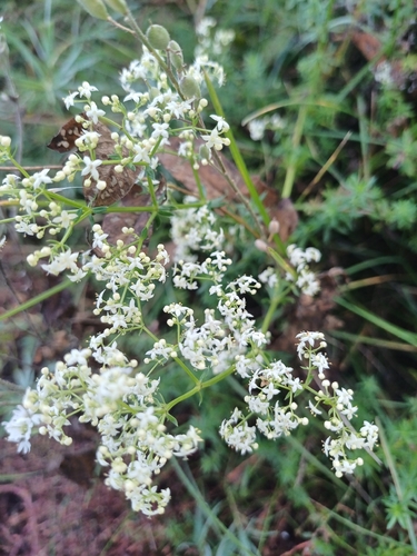 Galium mollugo, photograph 4