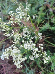 Galium mollugo, photograph (c) open_a_ir, some rights reserved (CC BY)