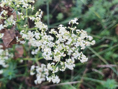 Galium mollugo, photograph 5