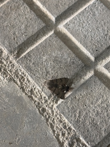 Eurasian Hummingbird Hawkmoth