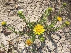 Grindelia inuloides
