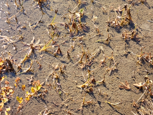 Menyanthes trifoliata, photograph 3