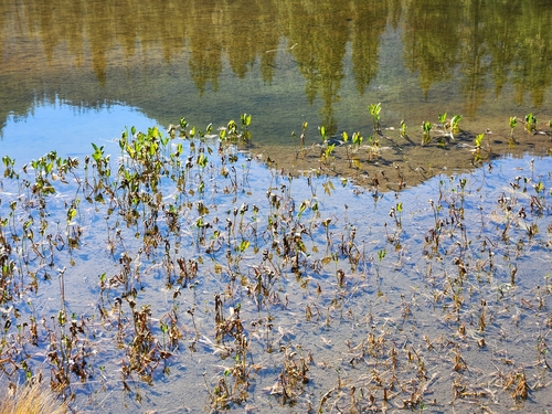 Menyanthes trifoliata, photograph 4