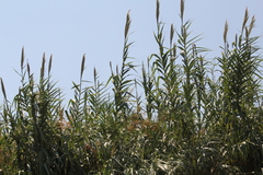Arundo donax, photograph (c) Texas Bird Family, some rights reserved (CC BY)