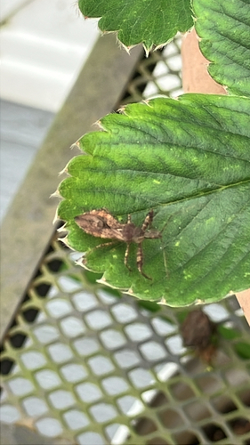 Spiny Assassin Bug