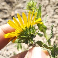 Grindelia inuloides