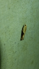 Pseudexentera costomaculana