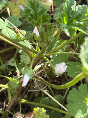Malva neglecta, photograph (c) Bob, some rights reserved (CC BY)