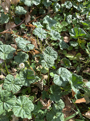Malva neglecta, photograph (c) Bob, some rights reserved (CC BY)