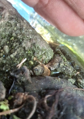 Stripe-eyed Lagoon Fly