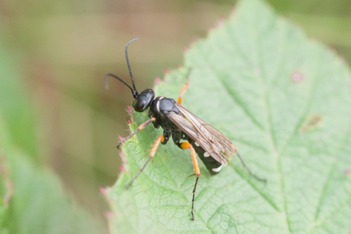 Episyron albonotatum