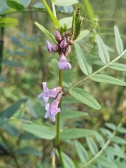 Vicia sepium, photograph (c) open_a_ir, some rights reserved (CC BY)