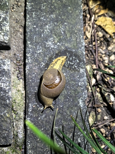 Arboreal Snail