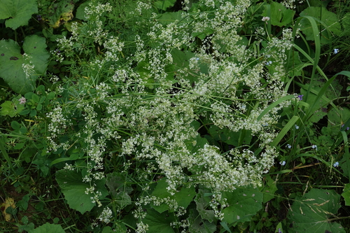 Galium mollugo, photograph 3