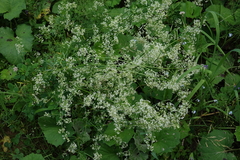 Galium mollugo, photograph (c) Oleg Kosterin, some rights reserved (CC BY)