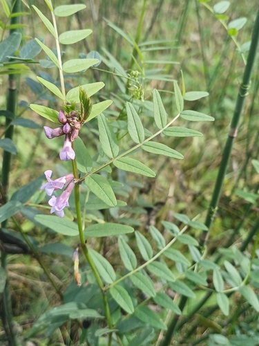 Vicia sepium, photograph 6