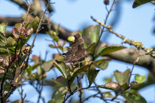 European Comma