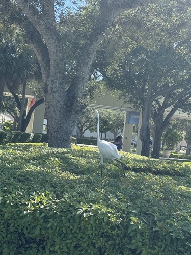 Great Egret