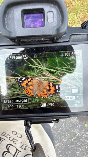 Painted Lady