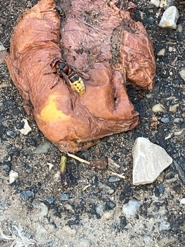 European Hornet