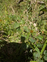 Scutellaria lateriflora, photograph (c) Bria Abeles-Allison, some rights reserved (CC BY)