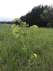 Polytaenia nuttallii