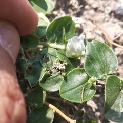 Evolvulus prostratus