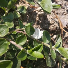 Evolvulus prostratus