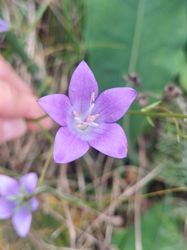 Campanula stevenii, photograph 1