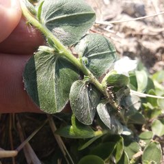 Evolvulus prostratus