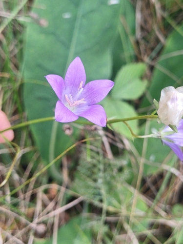 Campanula stevenii, photograph 2