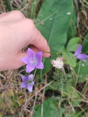Campanula stevenii, photograph (c) open_a_ir, some rights reserved (CC BY)
