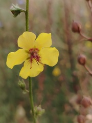 Verbascum blattaria, photograph (c) Orzigul Anvarova, some rights reserved (CC BY)