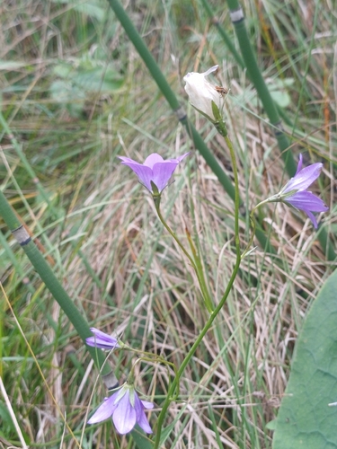 Campanula stevenii, photograph 4