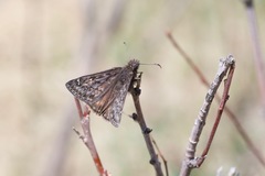 Erynnis telemachus