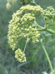 Polytaenia nuttallii