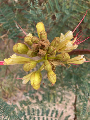 yellow bird-of-paradise shrub