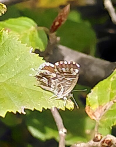 Common Geranium-bronze