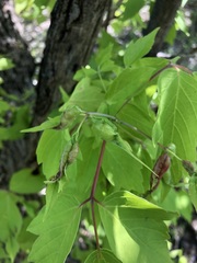 Contarinia negundinis
